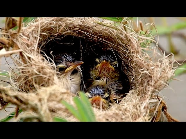 Video thumbnail for Mother's catch food to feed baby's in nest