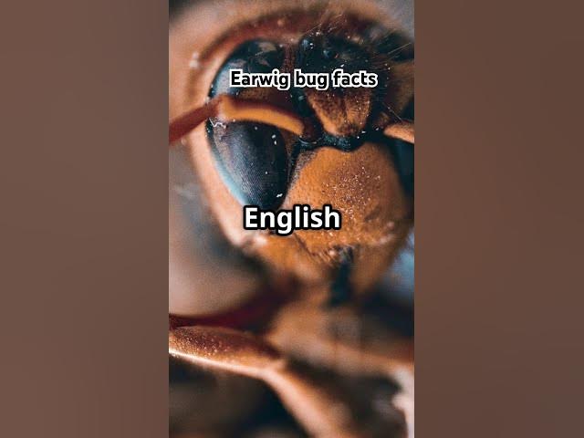 Video thumbnail for Earwig facts you didn’t know #EarwigFacts #InsectEducation #NatureLovers #FunFacts #Shorts