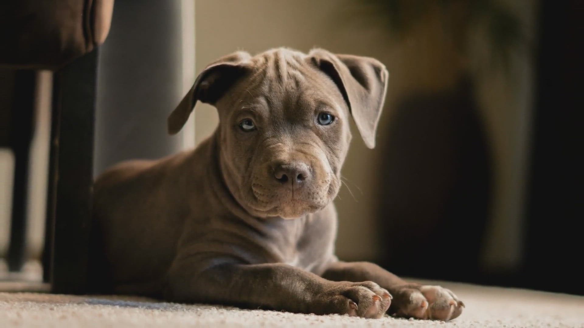 'Video thumbnail for Fascinating Puppy Facts: A Brief Insight'
