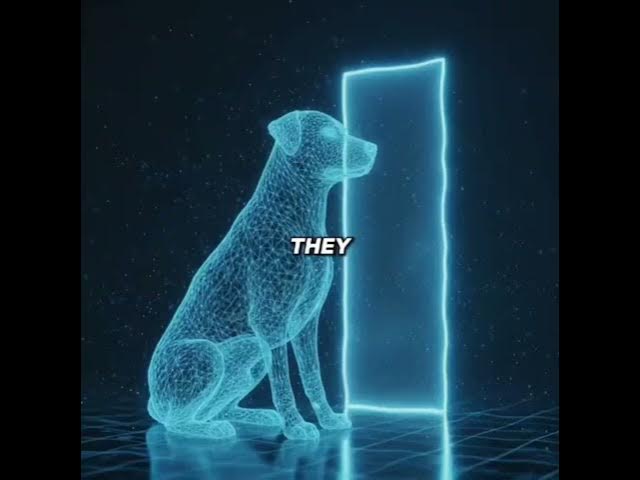 Video thumbnail for When you die, your dog doesn't understand that you're gone