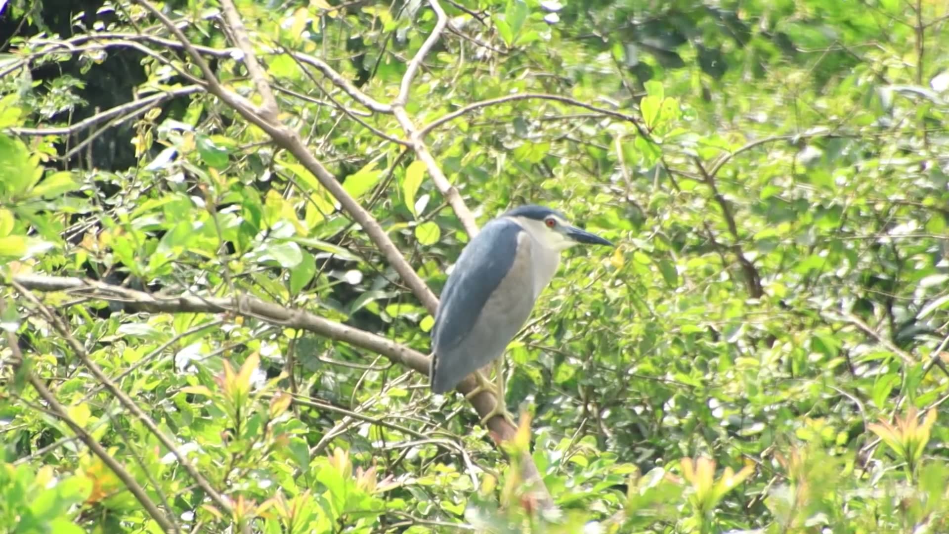 'Video thumbnail for Stay a lon on nest bird sleep here'