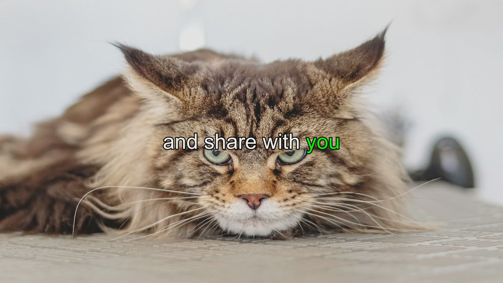 Ammonia or Vinegar? Which is Better for Clean Streakfree Windows? Comfort Sleep Sanctuary