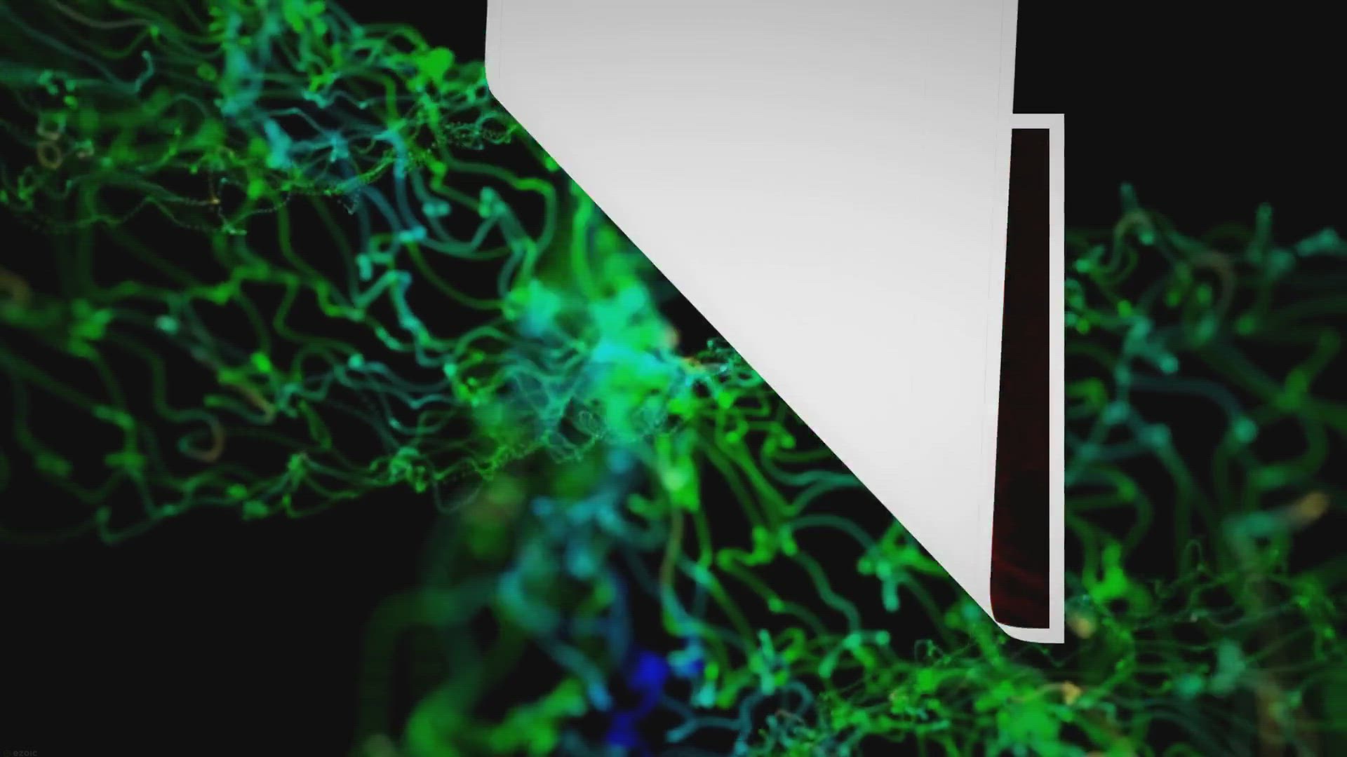 Video thumbnail for Can Cats See Infrared Light? The Fact Between Infrared Light and Your Friend!