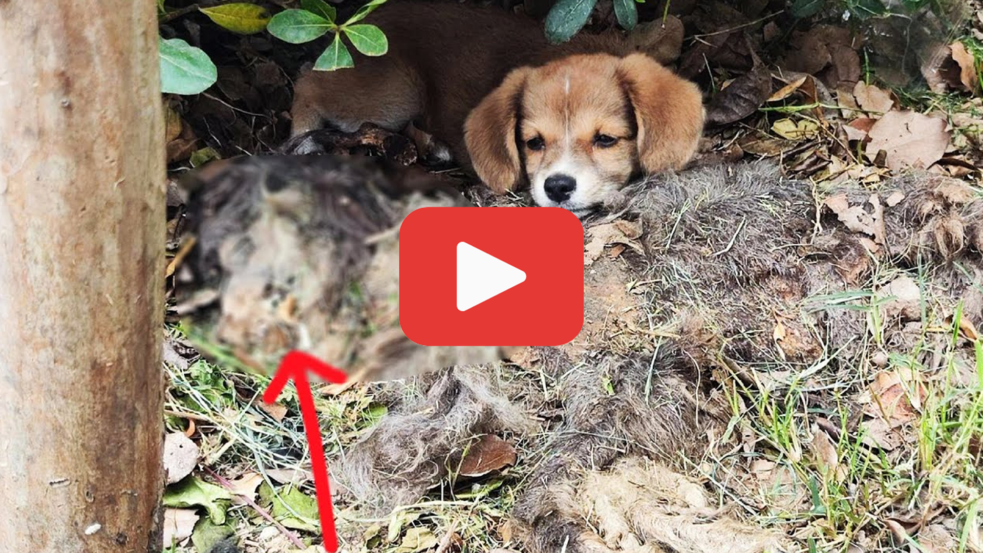 'Video thumbnail for A Lonely Puppy Clung to His Mother—But She Was Long Gone'