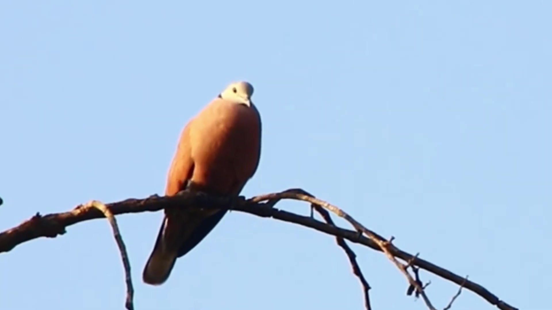 'Video thumbnail for Top Wild of mother dove with baby | dove bird on nest'