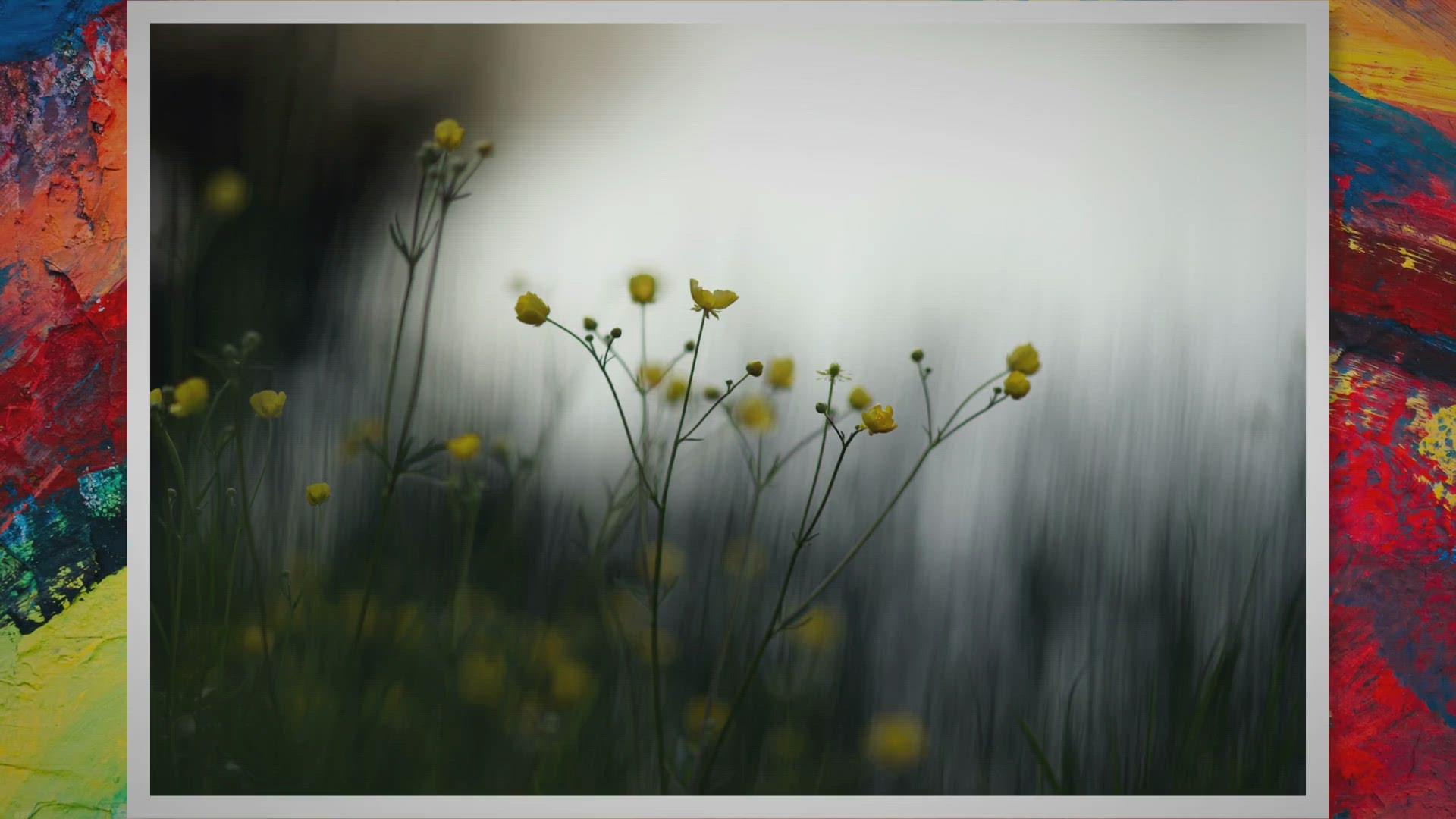 Video thumbnail for Unlock the Beauty: A Comprehensive Guide to When Roses Bloom