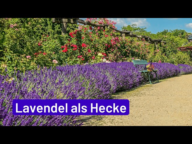 'Video thumbnail for Lavendel als Hecke: Blühende Gartengrenzen'