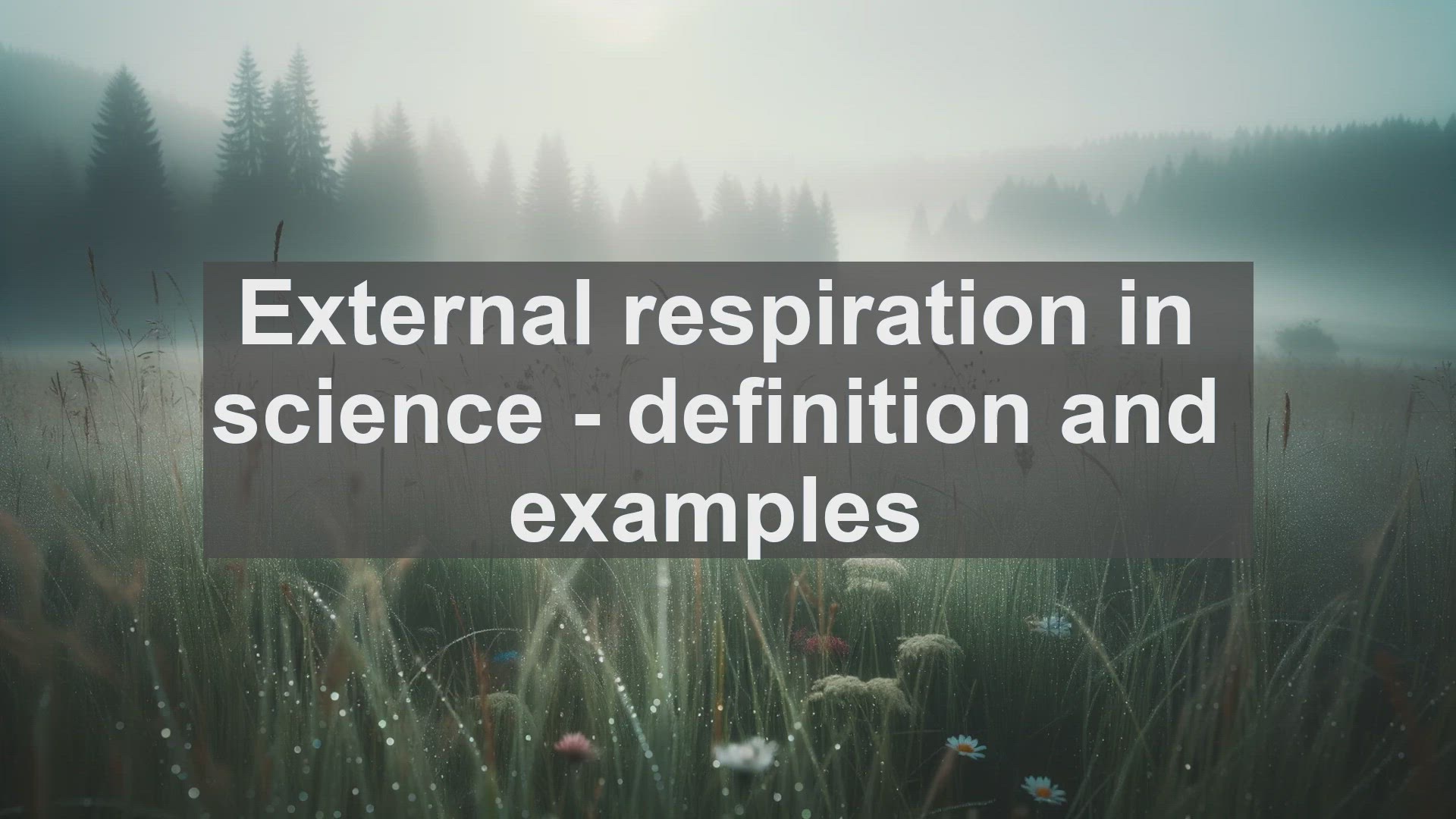 'Video thumbnail for External respiration in science  definition and examples'