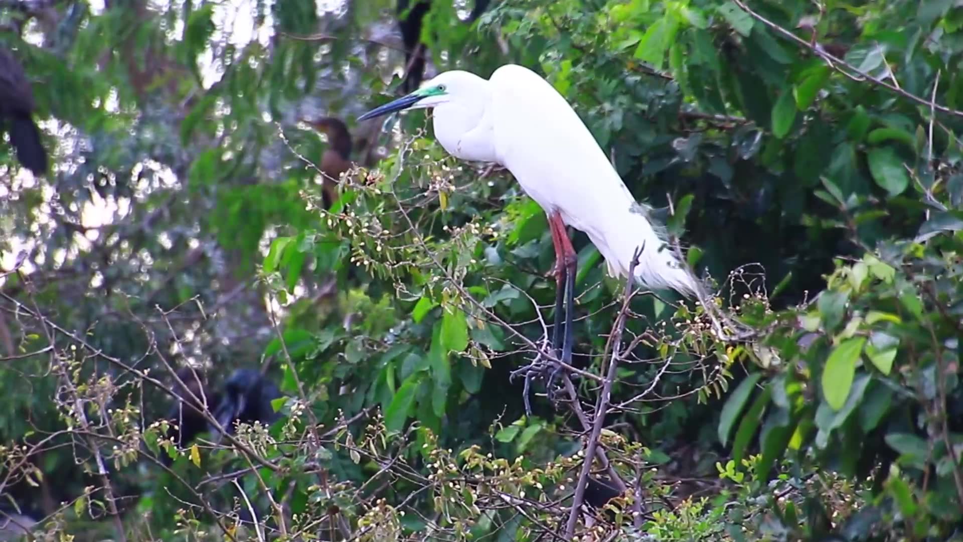 'Video thumbnail for Cute of white wild bird on nest'