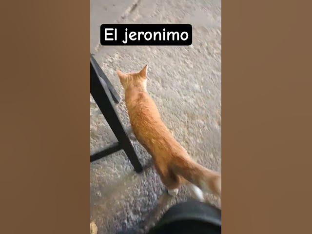 Video thumbnail for el jeronimo #cat #gatos #petlover