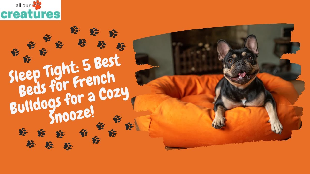 How to Select the Right Bed for Your Frenchie? – frenchie Shop