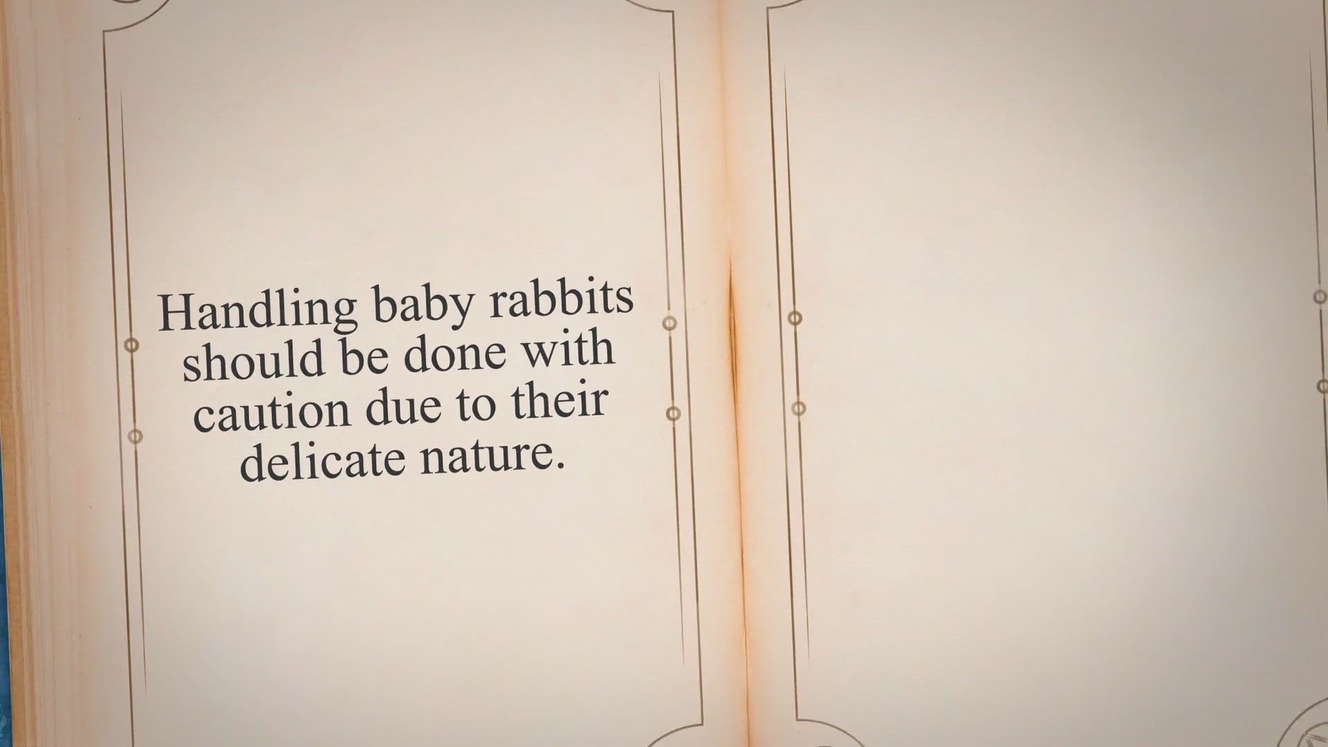 Video thumbnail for Can You Touch Baby Rabbits? When and How