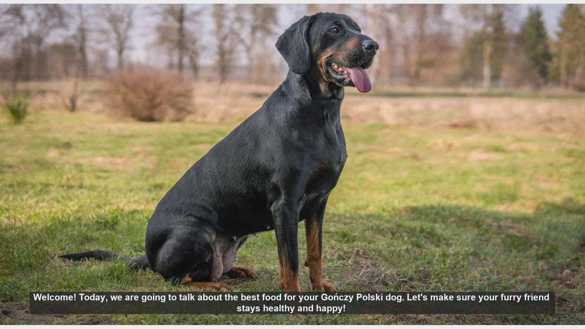Video thumbnail for Best Diet Tips for Your Gończy Polski Dog