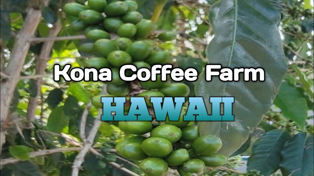 'Video thumbnail for Kona Joe Coffee Farm Tour Big Island Hawaii, Kona Coffee'