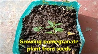 'Video thumbnail for Growing pomegranate plant from seeds / How to grow pomegranate plant at your home'