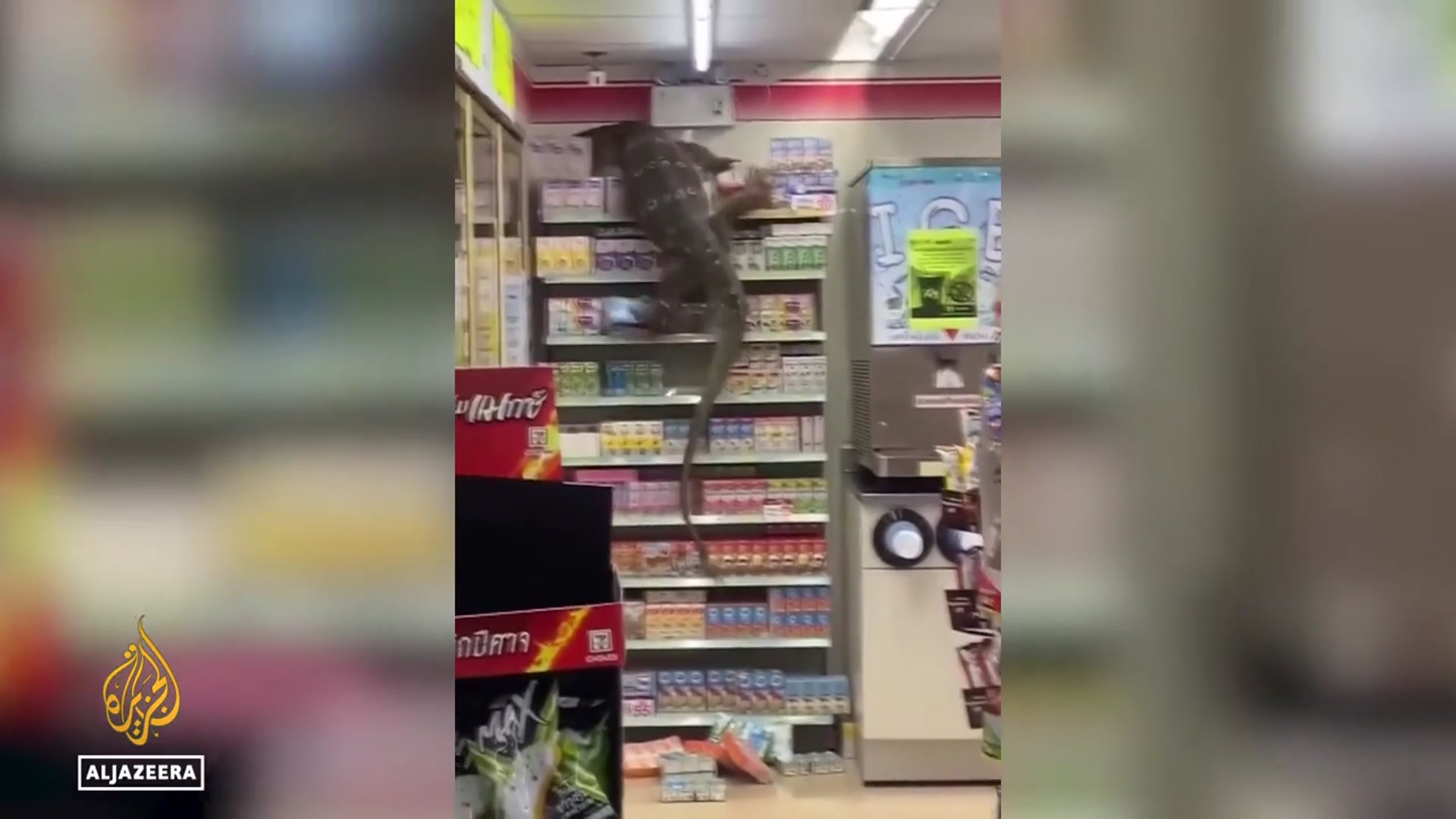 'Video thumbnail for Bangkok's big city lizards: Prehistoric reptiles could help treat cancer'