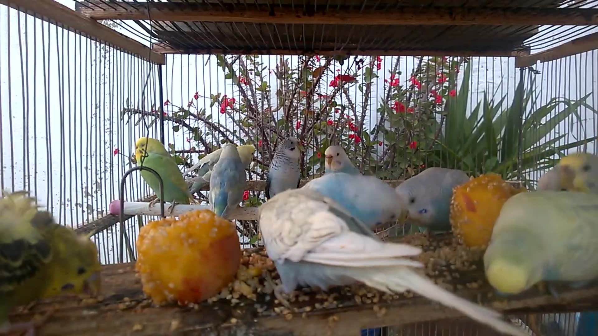 'Video thumbnail for Get Ready to Giggle! The Funniest Rainbow Budgies in Action! 🥳🌈 #Shorts'