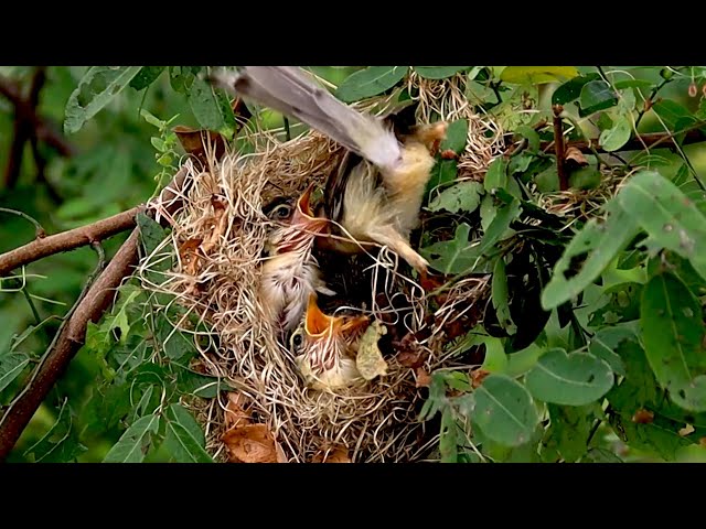 Video thumbnail for On nest wild forest small babie bird | Bird to wait catch eat