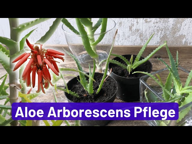 'Video thumbnail for Aloe Arborescens Pflege: Baum-Aloe vermehren, Ableger, Gel, Saft'