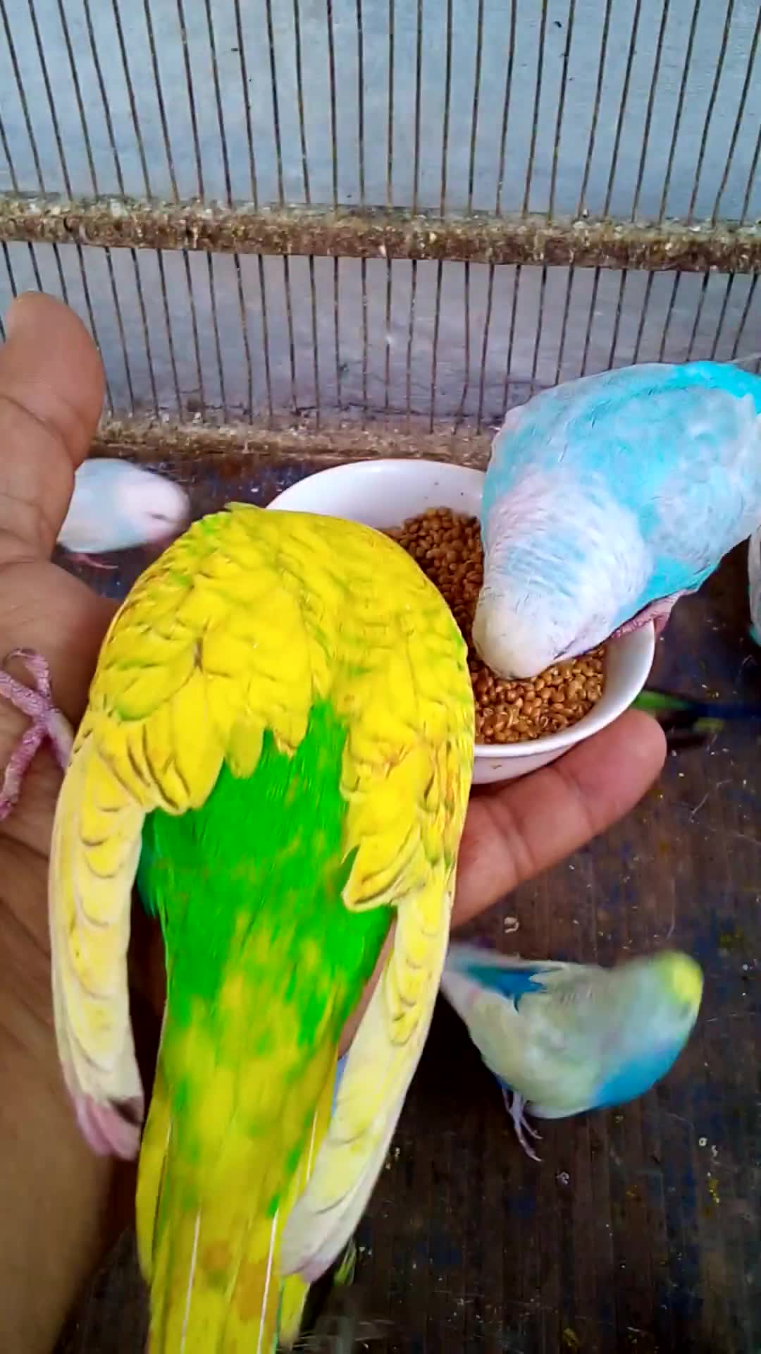 'Video thumbnail for This Amazon bird toy is SO COOL#birds#parrot #birdslover #budgis #lovebirds #budgiegar #cute #health'