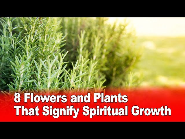 Video thumbnail for 8 Flowers and Plants That Signify Spiritual Growth