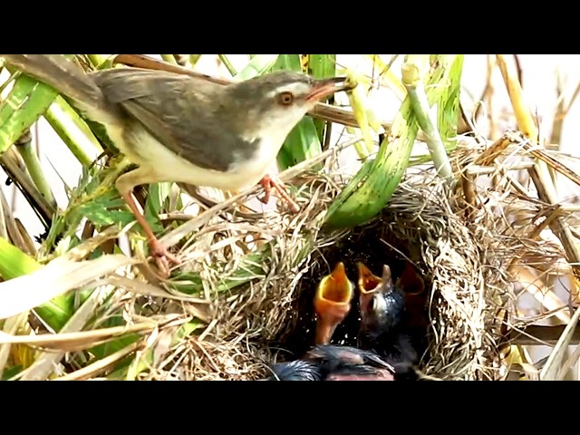 video of: Baboes' Field Nest: Where Birds Cry and Feed Daily  [ @ViralBirdNest ]