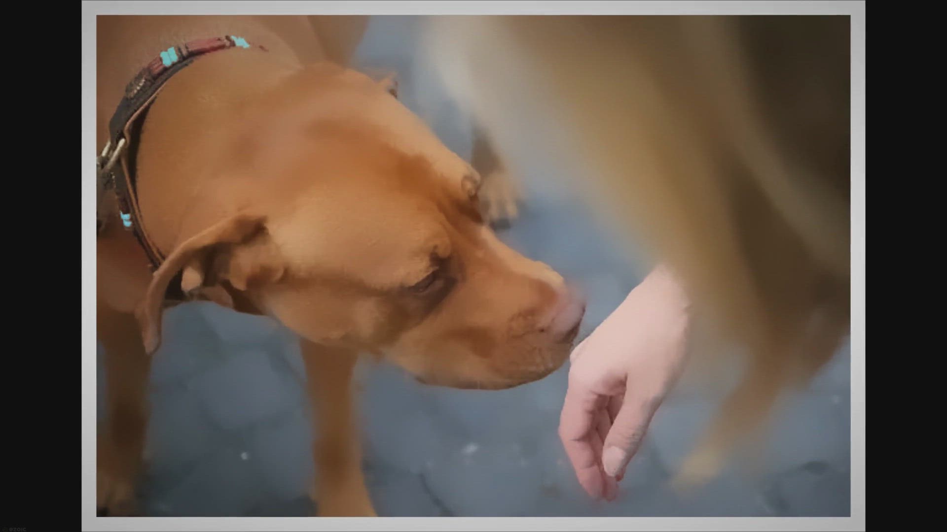 Do Newborn Puppies Need A Heating Pad