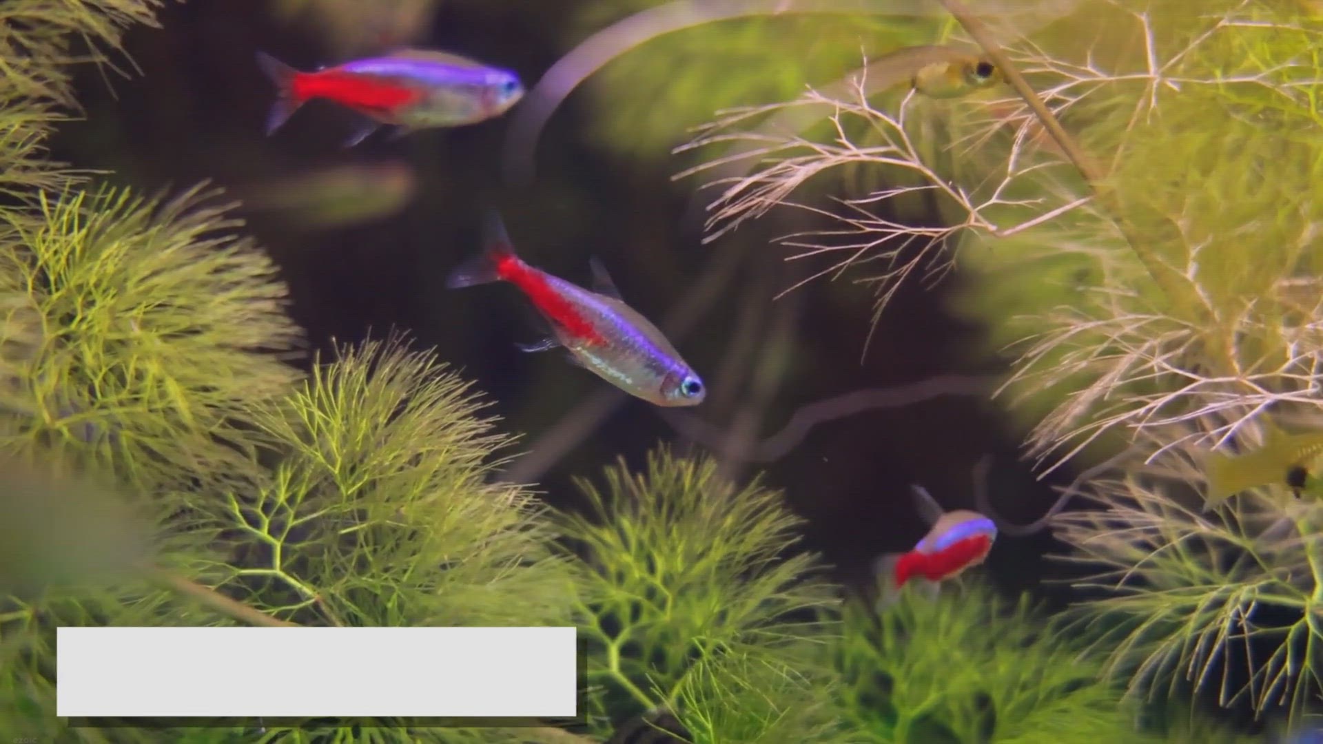Video thumbnail for Neon Tetras and Their Diet: A Beginner's Guide