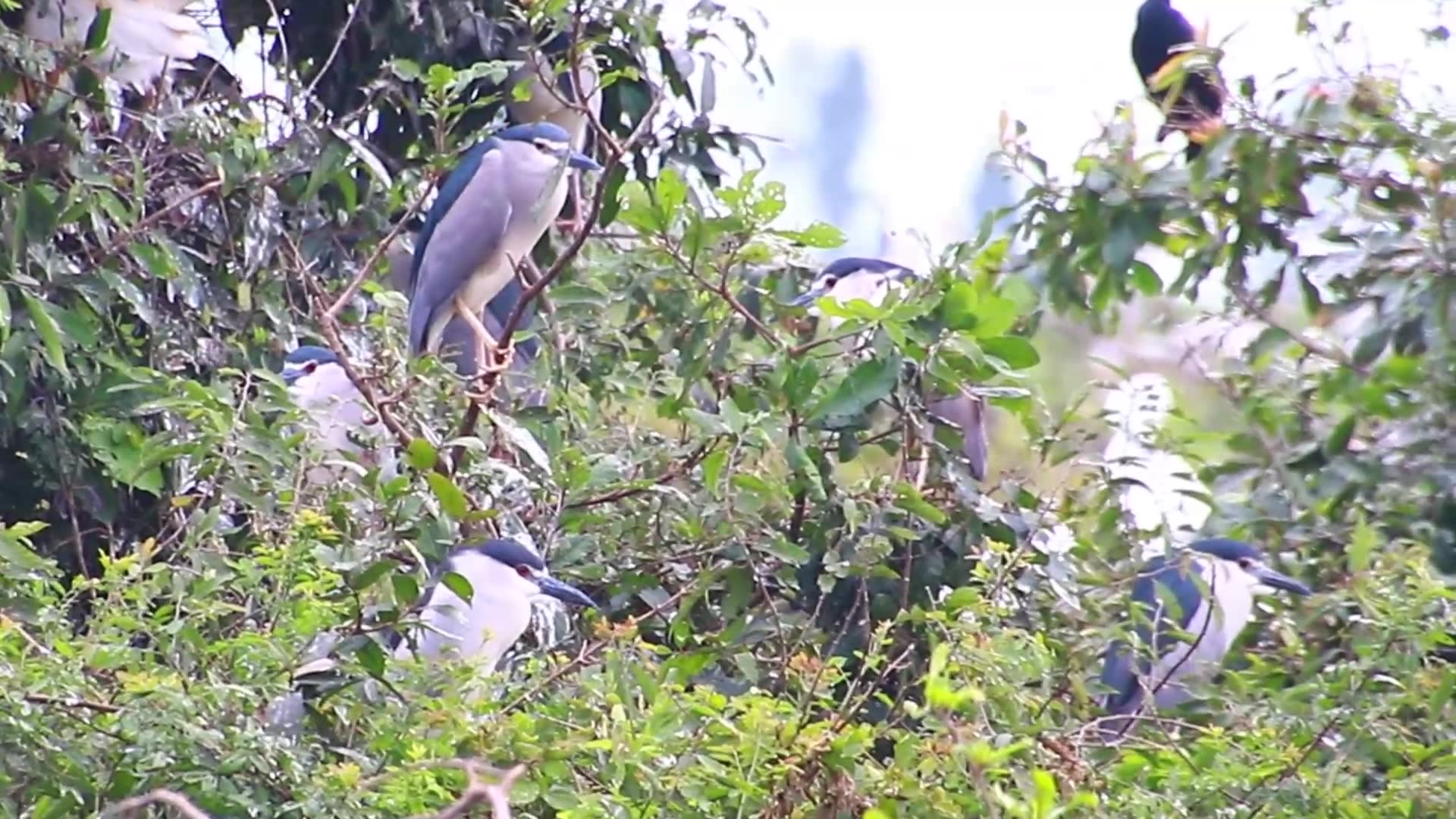 'Video thumbnail for Unkhnow of name bird on nest'