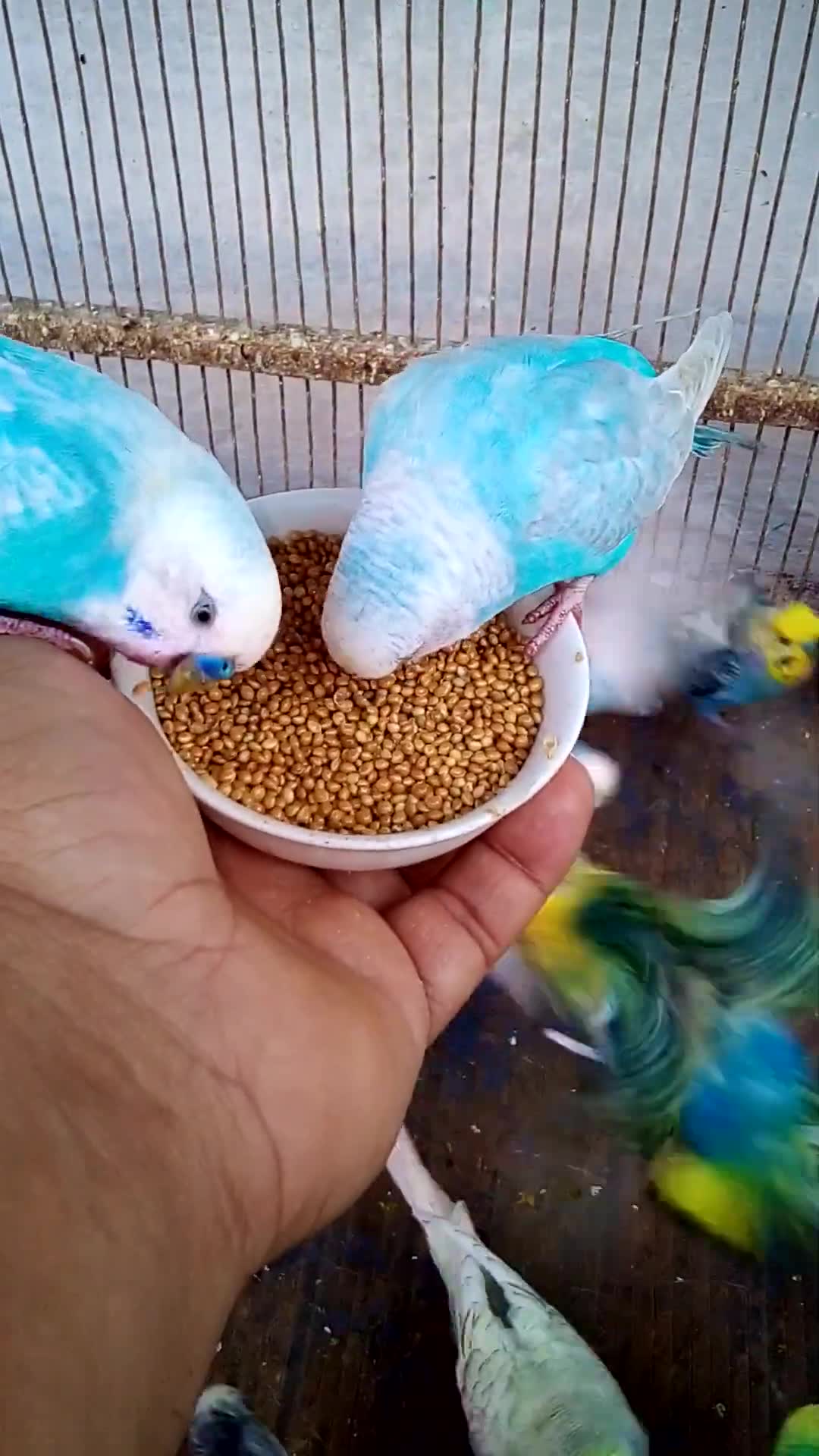 'Video thumbnail for This Amazon bird toy is SO COOL#birds#parrot #birdslover #budgis #lovebirds #budgiegar #cute #health'