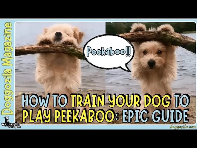 'Video thumbnail for How to Train Your Dog to Play Peekaboo?'
