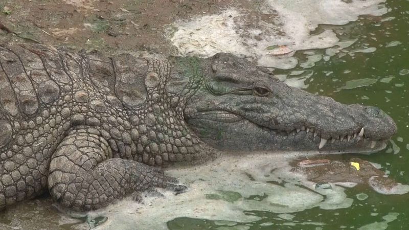 'Video thumbnail for In this Moroccan crocodile park, children learn about the environment'