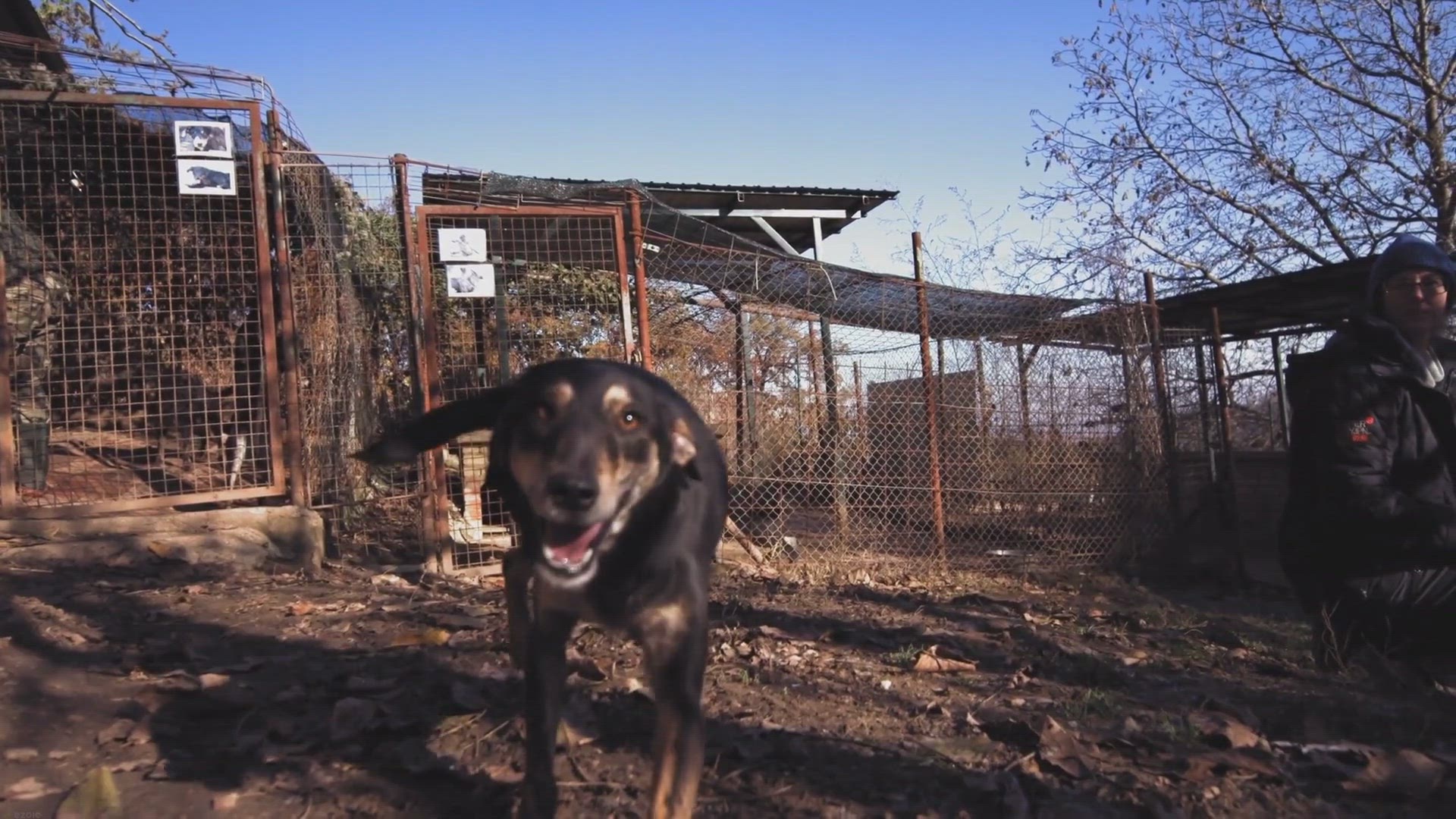 Video thumbnail for 10 Best Guard Dog Breeds: Ensuring Safety and Loyalty