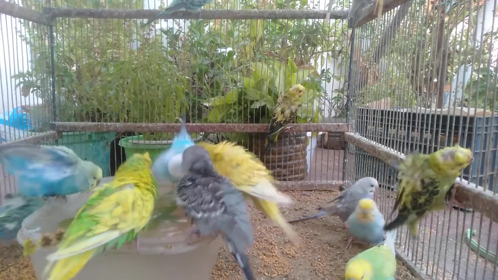 'Video thumbnail for The Most Beautiful Budgie Singing Ever Recorded 🎤🐥'