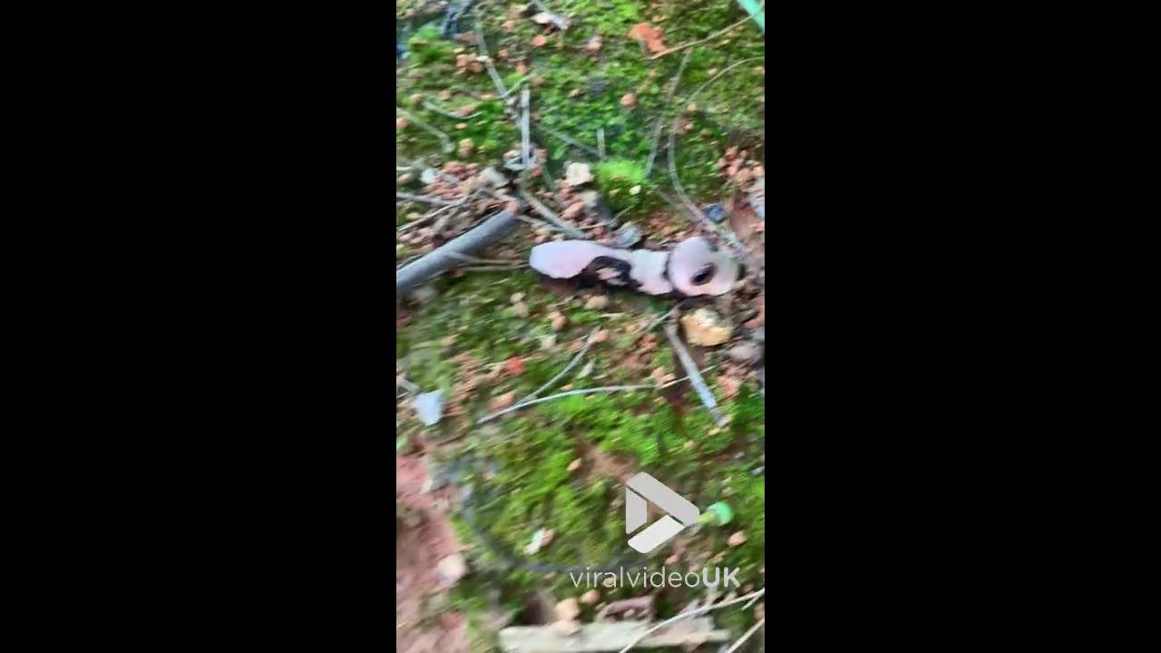 'Video thumbnail for VV4972 Broad-tailed crested butterfly larvae'