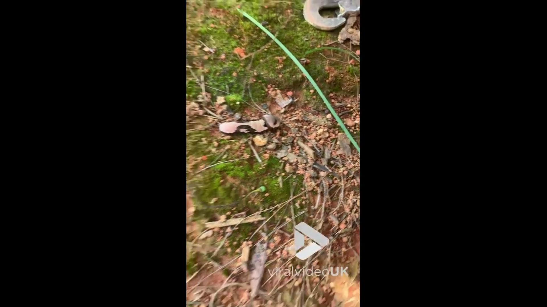 'Video thumbnail for VV4972 Broad-tailed crested butterfly larvae'
