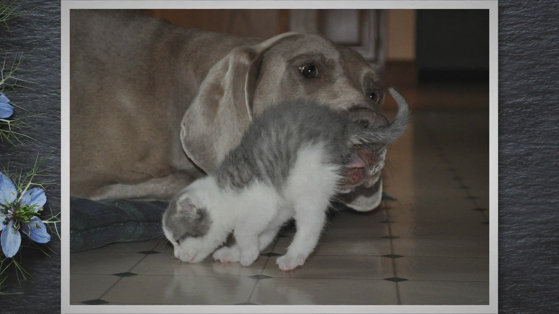 Video thumbnail for Why Cats Abandon Newborn Kittens?