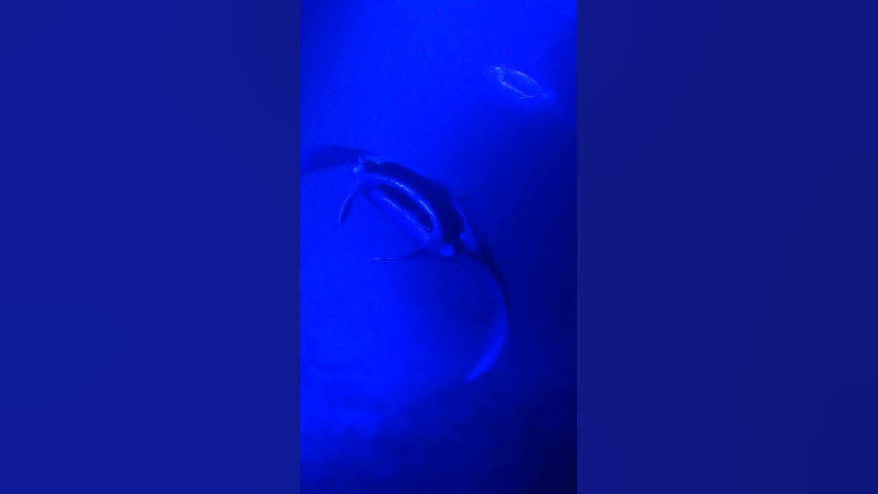 Video thumbnail for Manta Ray Night Dive