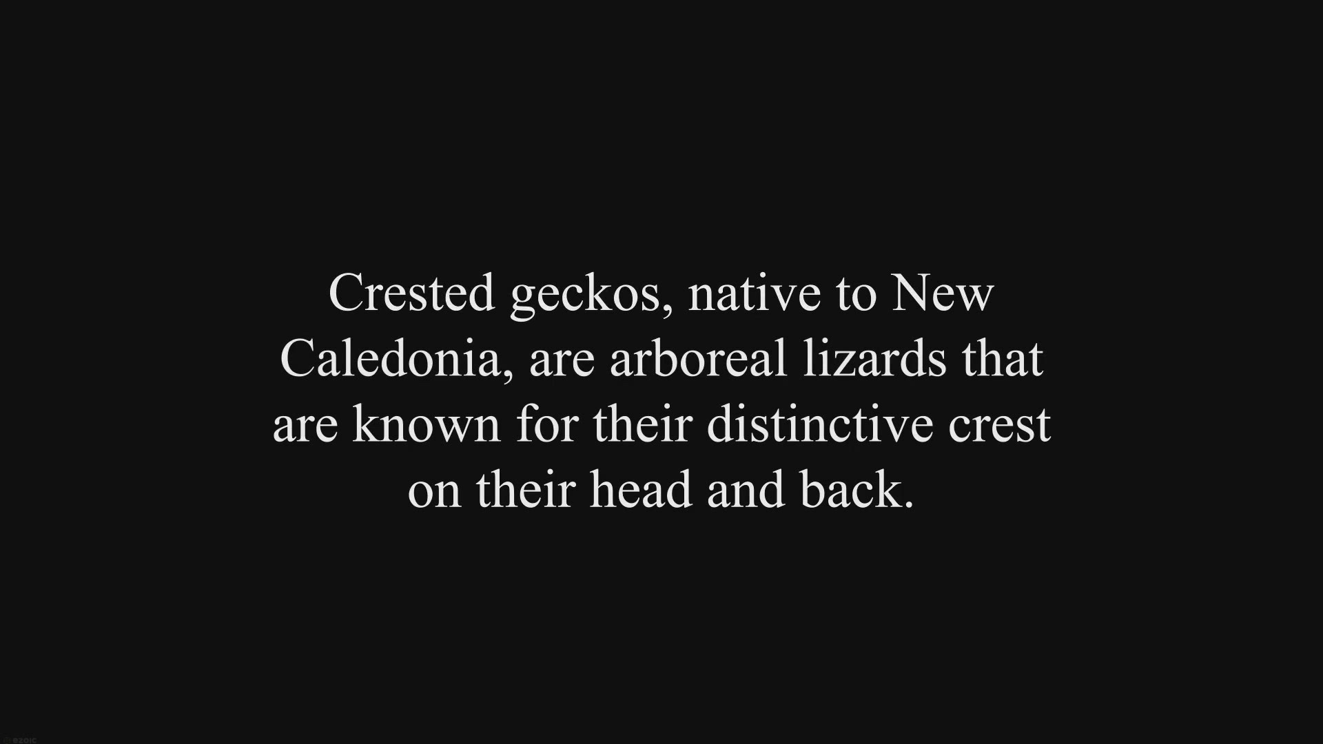 Video thumbnail for Can crested geckos coexist with long tailed lizards?