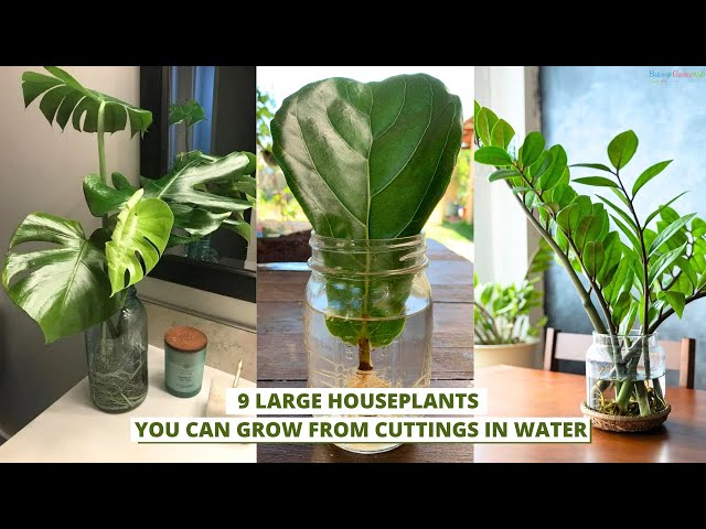 Video thumbnail for 9 Large Houseplants You Can Grow From Cuttings in Water