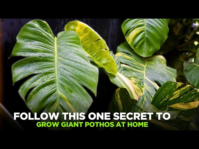 Video thumbnail for Follow this One Secret to Grow Giant Pothos at Home