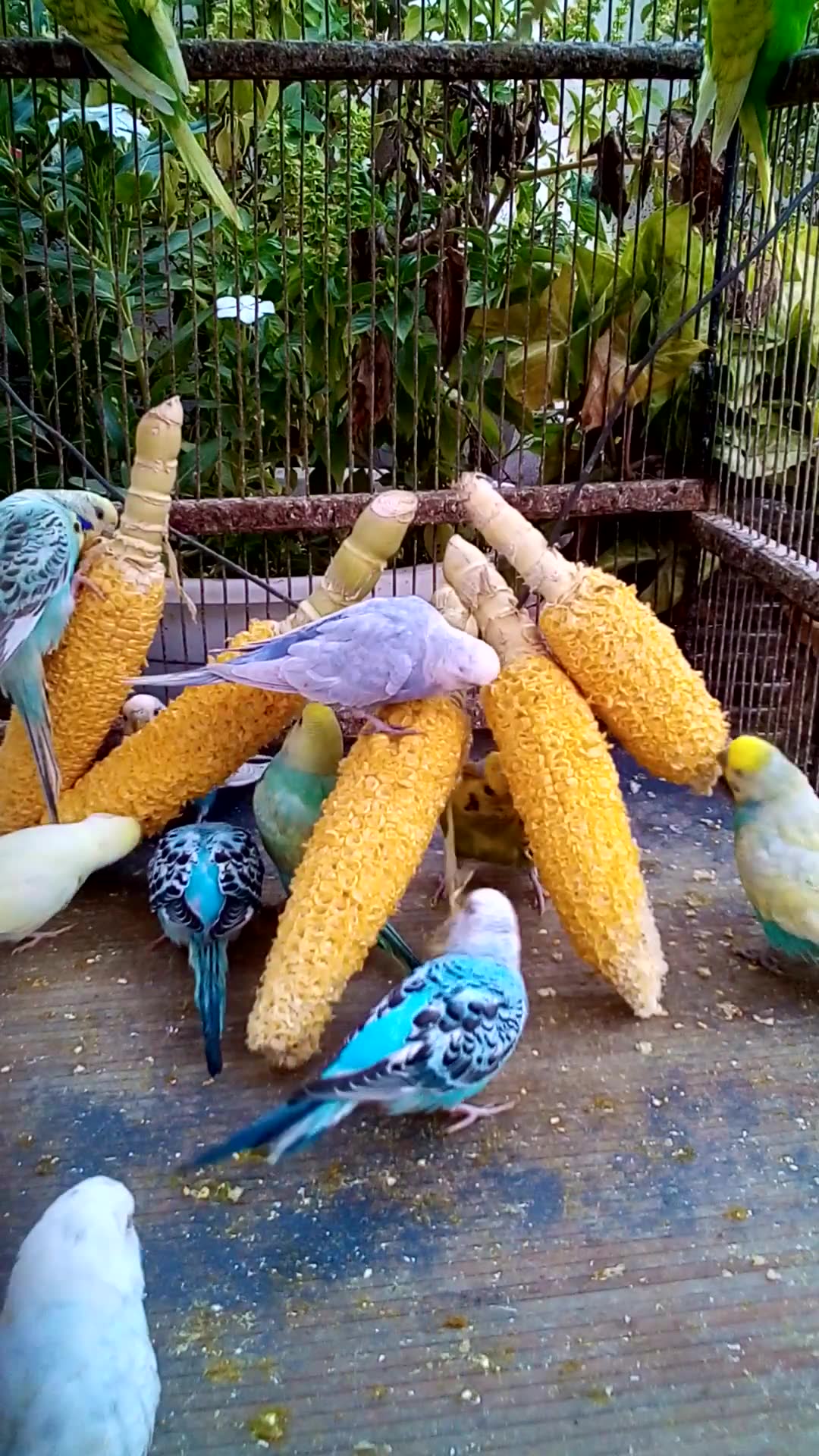 'Video thumbnail for This Amazon bird toy is SO COOL#birds#parrot #birdslover #budgis #lovebirds #budgiegar #cute #health'