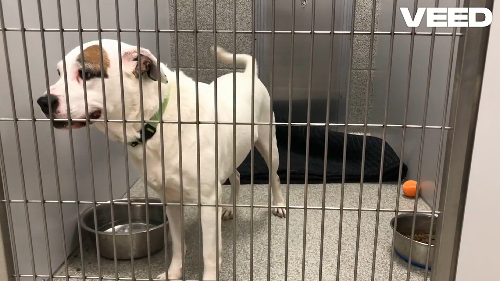 'Video thumbnail for Choosing the Perfect Dog Kennel!'