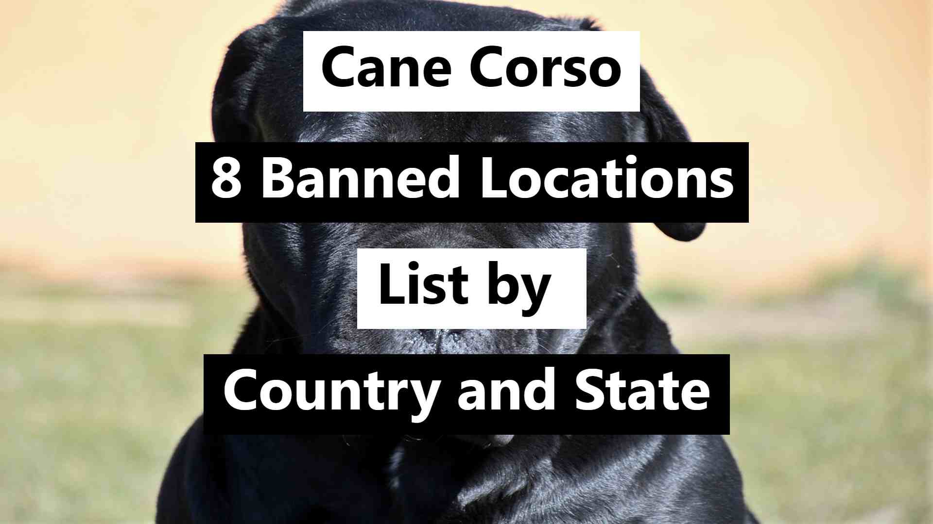 Video thumbnail for Cane Corsos: 8 Banned Locations List by Country and State
