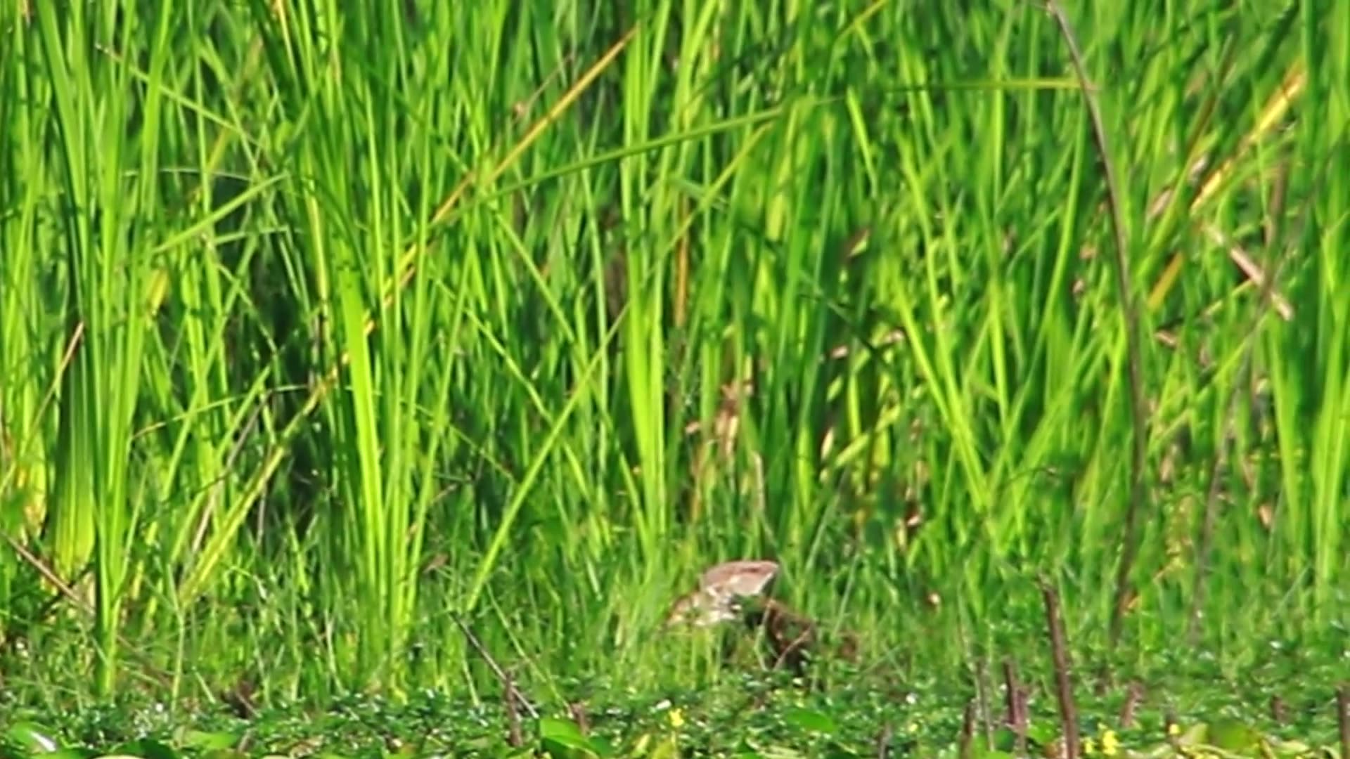 'Video thumbnail for Small wild bird wait catch food eat'