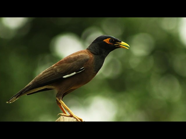 Video thumbnail for KOBITA SHALIK ABONG |  SHAJAHAN CHANCHAL | SELINA JAHAN