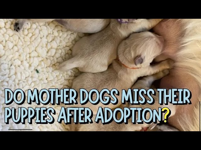 'Video thumbnail for Do Mother Dogs Miss Their Puppies After Adoption?'