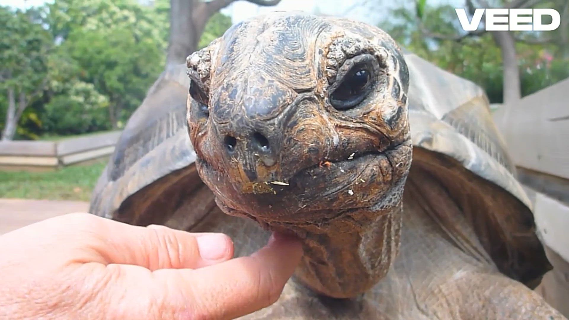 'Video thumbnail for Mythical Tortoises_ Nature's Rare Wonders!'