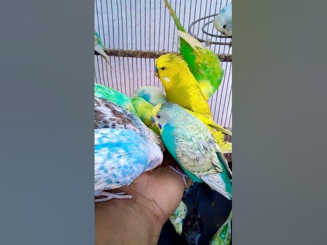 Video thumbnail for Wie Sie Vögel in kürzester Zeit dazu bringen, Ihnen zu vertrauen#Vögel #Liebe #Papagei #lustig #am