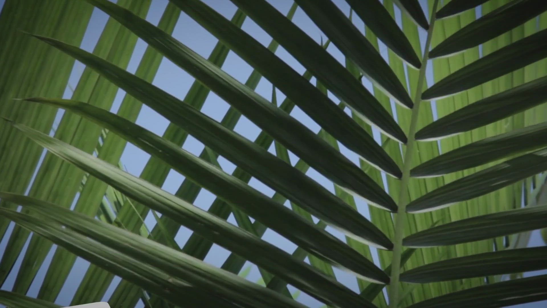 video of: Top 10 Herbs for Your Nerves (Calm Your Nervous System Naturally)